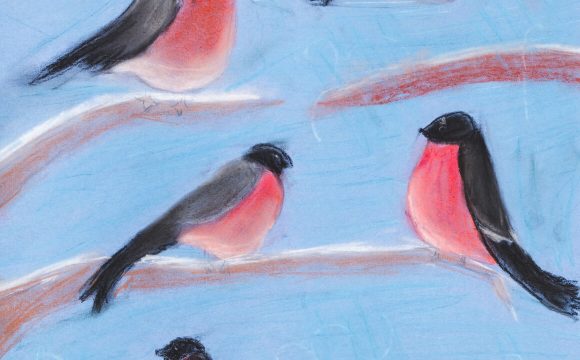 Winter Birds Winter Birds